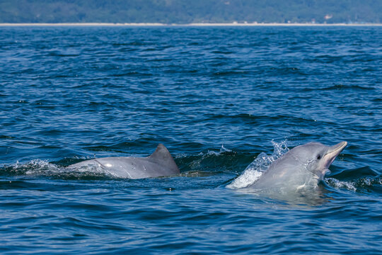 Boto-cinza saltando em persegui&ccedil;&atilde;o / Guiana Dolphin jumping in pursuit
