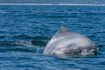 Boto-cinza saltando em perseguição / Guiana Dolphin jumping in pursuit