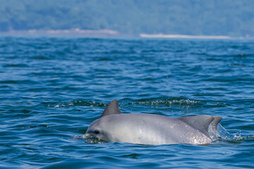 Obraz premium Boto-cinza saltando em perseguição / Guiana Dolphin jumping in pursuit