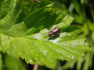 Beetle on flower leaf summer
