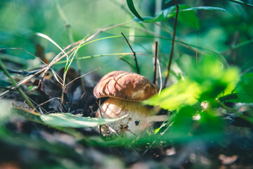 Beautiful white mushroom boletus grows in the forest