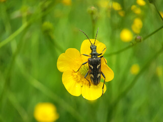 Beetle on flower leaf summer