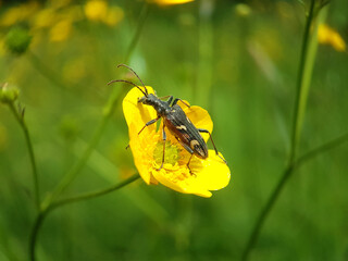 Beetle on flower leaf summer