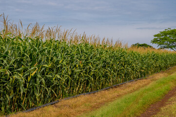 Corn plantation ready for harvest.