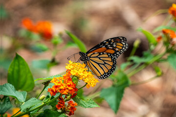 monarch butterfly on flower