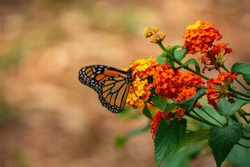 monarch butterfly on flower