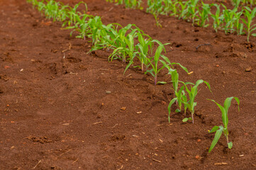 Beautiful bushes of corn in the process of growth, in a beautiful deep brown earth.