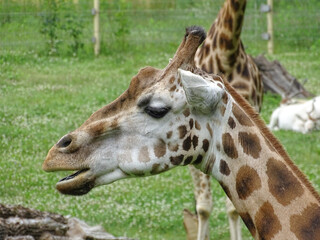 The head of a giraffe. Giraffe