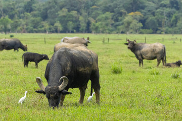 Búfalos em uma fazenda / buffalos in a farm