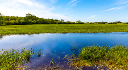 Panoramic view of Biebrza river and Biebrzanski National Park grassy wetlands in Zajki village near Wizna town in Podlaskie region of Poland