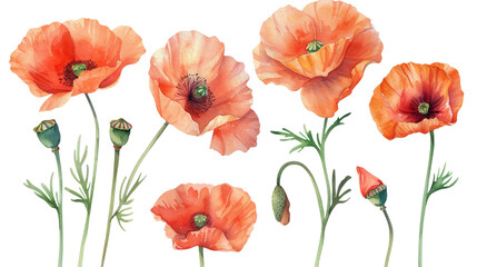 Obraz premium set poppy flowers isolated on white