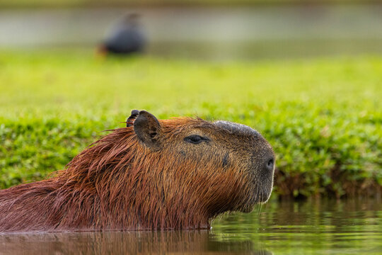 Capivara nadando / capybara swimming
