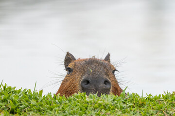 Capivara em parque urbano / Capybara in urban park