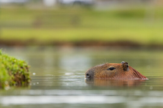 Capivara nadando / capybara swimming