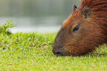 Capivara comendo / Capybara eating