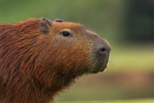 Capivara em parque urbano / Capybara in urban park