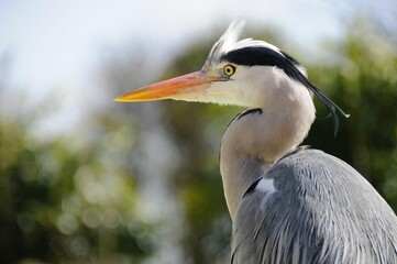 Close-up of a grey heron with an orange beak against a blurred natural background