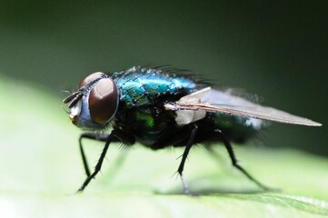 A close up shot of a common green bottle fly, (Lucilia Sericata)