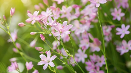 Pink Wildflowers Blooming in Summer Sunlight