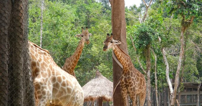 Close up of two reticulated giraffe's Giraffa reticulata heads while they feed during the afternoon African giraffe herd. portrait of wild African giraffe herd closeup in the forest