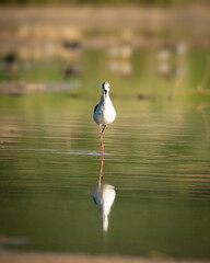 Bird with a deep gaze in the lake.