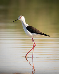 Bird dancing on the lake.