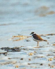 Bird with a yellow ring around its eye watching the sea on a cold day.