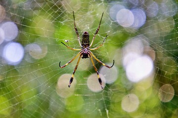 Spinne im Netz