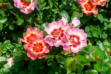 Beautiful blooming rose buds in different shades of pink.