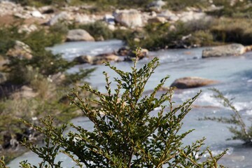 stream in the forest
