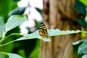 Butterfly on a green leaf in nature
