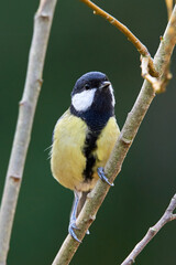 Great tit bird sitting on a branch in the morning ( Parus major )