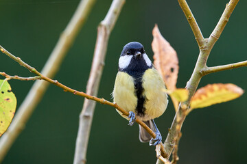Great tit bird sitting on a branch in the morning ( Parus major )
