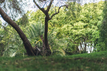 Lemur resting on a tree branch in a forested area, surrounded by lush greenery, highlighting its natural behavior and environment in the wild.