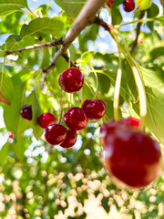Ripe cherries in the garden among green leaves. Picking berries in the summer garden