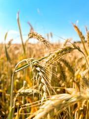 Yellow agricultural field with ripe wheat and blue sky. Harvest, future bread