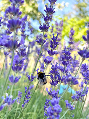 Lavender floral background with beautiful purple flowers and bokeh lights. Blooming lavender at sunset in Provence, France. Close-up.