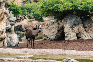 Antelope standing near a water source in a natural habitat, surrounded by rocks and greenery, showcasing its environment and behavior in the wild.