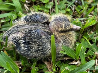 Baby pigeon in the grass, with feathers growing. Close up of a young bird perched on the lawn.