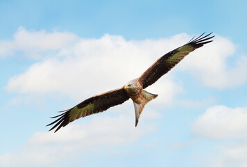 Portrait of a red kite in flight against blue sky