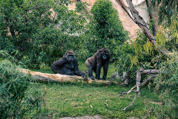 Obraz premium Two gorillas interacting in a natural habitat, surrounded by trees and foliage, highlighting their social behavior and natural environment within the wilderness.