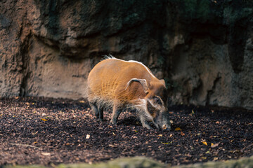 Fototapeta premium A wild boar sniffs the ground in a natural enclosure. The image captures the boar behavior and the earthy surroundings, emphasizing the animal natural habitat and the tranquility of the setting.
