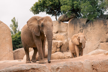 Naklejka premium A herd of African elephants, featuring adults and young ones, navigating through rocky terrain. The scene emphasizes the elephants natural habitat and their communal behavior in the wild.