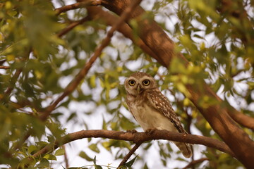 owl sitting on a branch