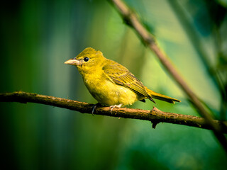 Yellow Warbler Perched in Galapagos