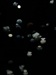 jellyfish in water