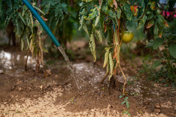 Watering tomato plants in a garden with a hose