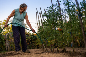 An elderly person watering plants in a garden with a hose on a sunny day. The garden is lush with...