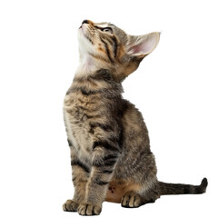 Obraz premium Adorable tabby kitten with striking markings looking up with interest, isolated on transparent background