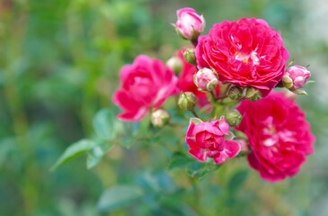 macro photography with a view of terry varietal pink roses in an inflorescence on a branch of a climbing flamentanz rose on a branch among green leaves, decorating a garden fence made of mesh
